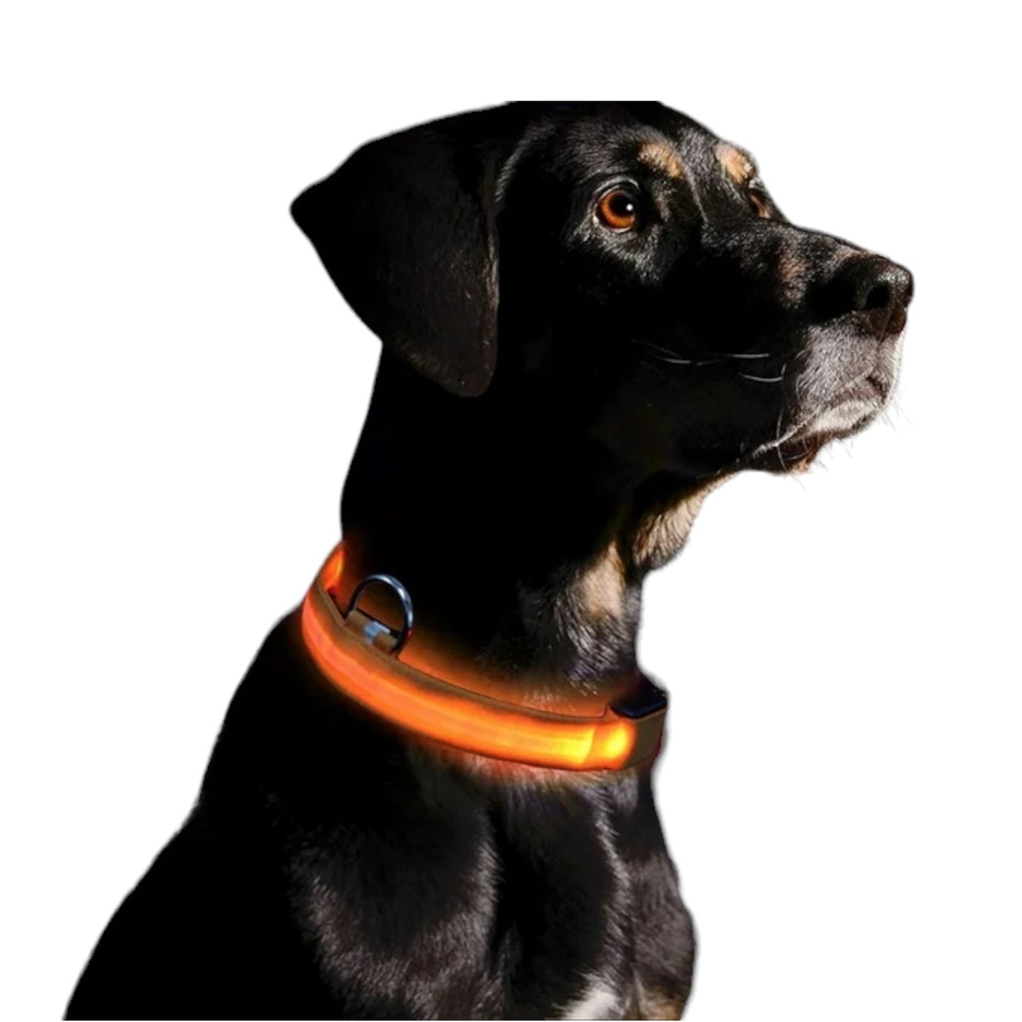 "LumiPet – Collar LED para Caminatas Nocturnas"
